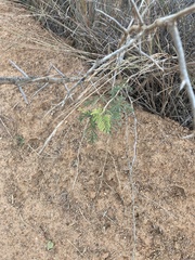Dichrostachys