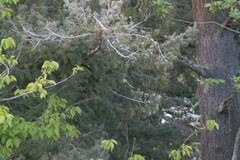 Setophaga coronata auduboni