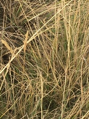Poaceae