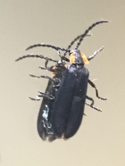 Calochromus perfacetus