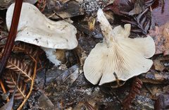 Clitocybe brunneoceracea