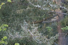 Setophaga coronata auduboni