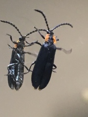 Calochromus perfacetus