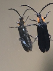 Calochromus perfacetus