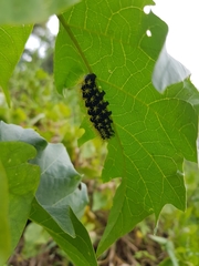Leucanella viridescens