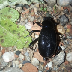 Blaps lusitanica