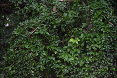 Dolichandra