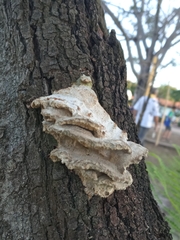 Fungi