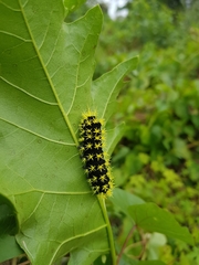 Leucanella viridescens