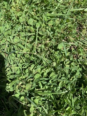 Trifolium repens