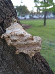 Fungi