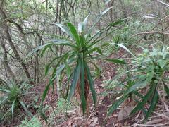Dracaena aletriformis