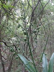 Dracaena aletriformis