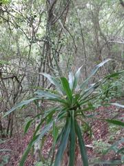 Dracaena aletriformis