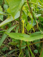 Leucanella viridescens
