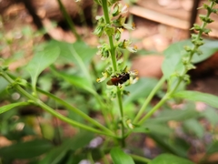Trigona fulviventris