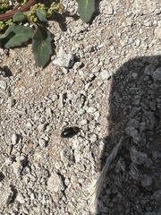 Disonycha triangularis