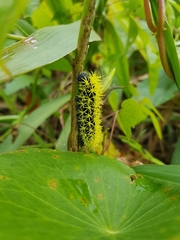 Leucanella viridescens