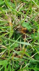 Andrena nigroaenea