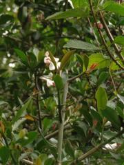 Hyperacanthus amoenus