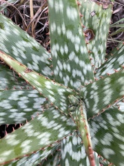 Aloe greatheadii