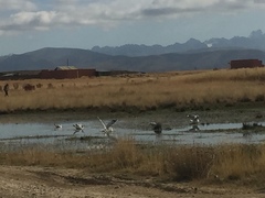 Chroicocephalus serranus