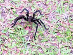 Theraphosinae