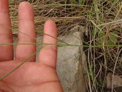 Brachystelma rubellum