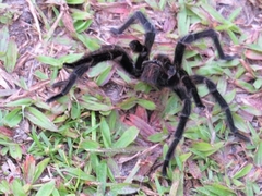 Theraphosinae