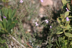 Jamesbrittenia filicaulis