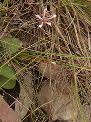 Brachystelma rubellum