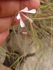 Brachystelma rubellum