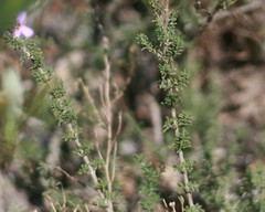 Jamesbrittenia filicaulis