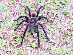 Theraphosinae
