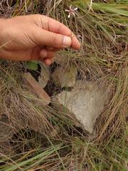 Brachystelma rubellum