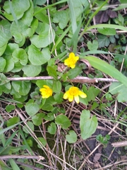 Ficaria verna