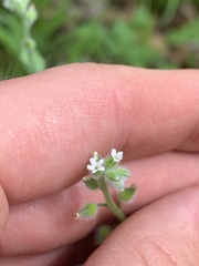Myosotis verna