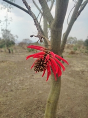 Erythrina americana
