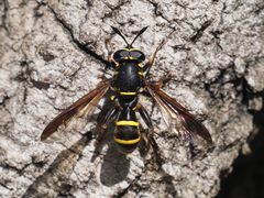 Sphiximorpha subsessilis