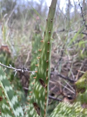 Aloe greatheadii