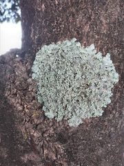 Fungi