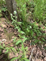 Myosotis verna