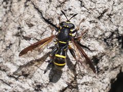 Sphiximorpha subsessilis