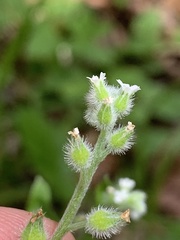 Myosotis verna