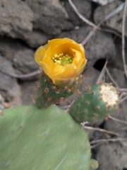 Opuntia