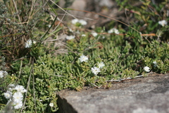 Delosperma uncinatum