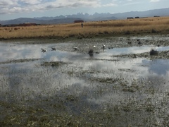 Chroicocephalus serranus