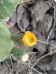 Opuntia
