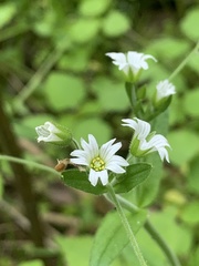 Cerastium nutans