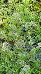 Ptilimnium capillaceum